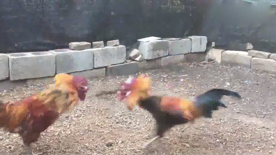 斗鸡:花黄二战白耳,花黄的最后一战厉害了