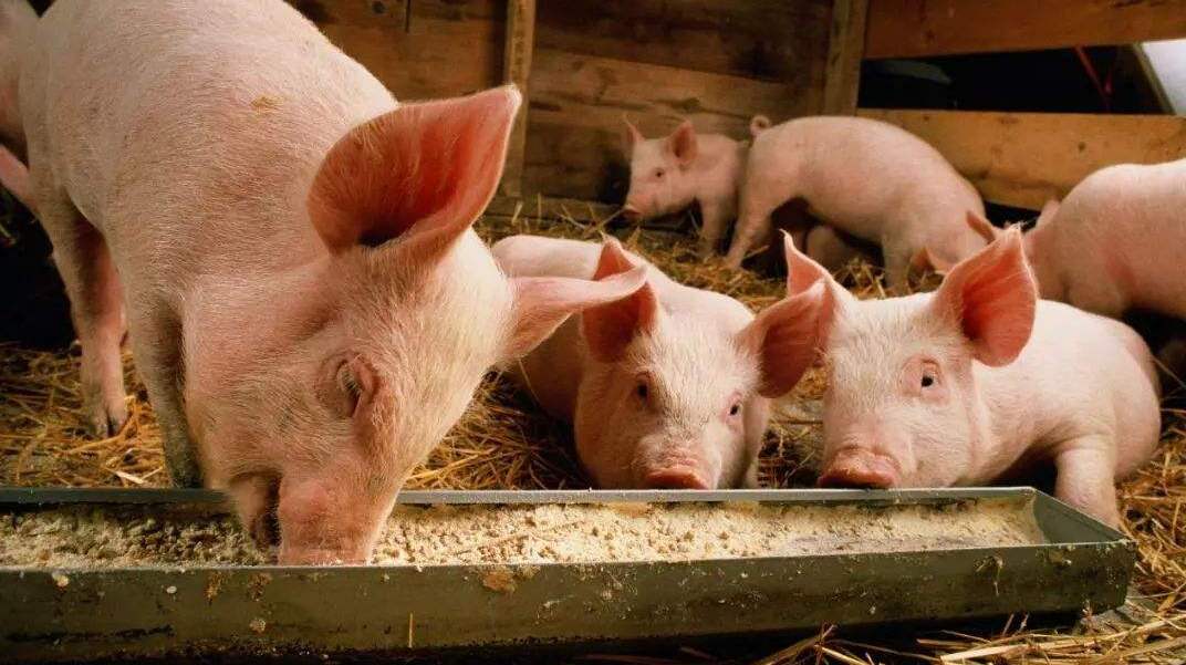 专家建议禁止用剩菜剩饭喂猪,称全为健康着想,农民:太武断!