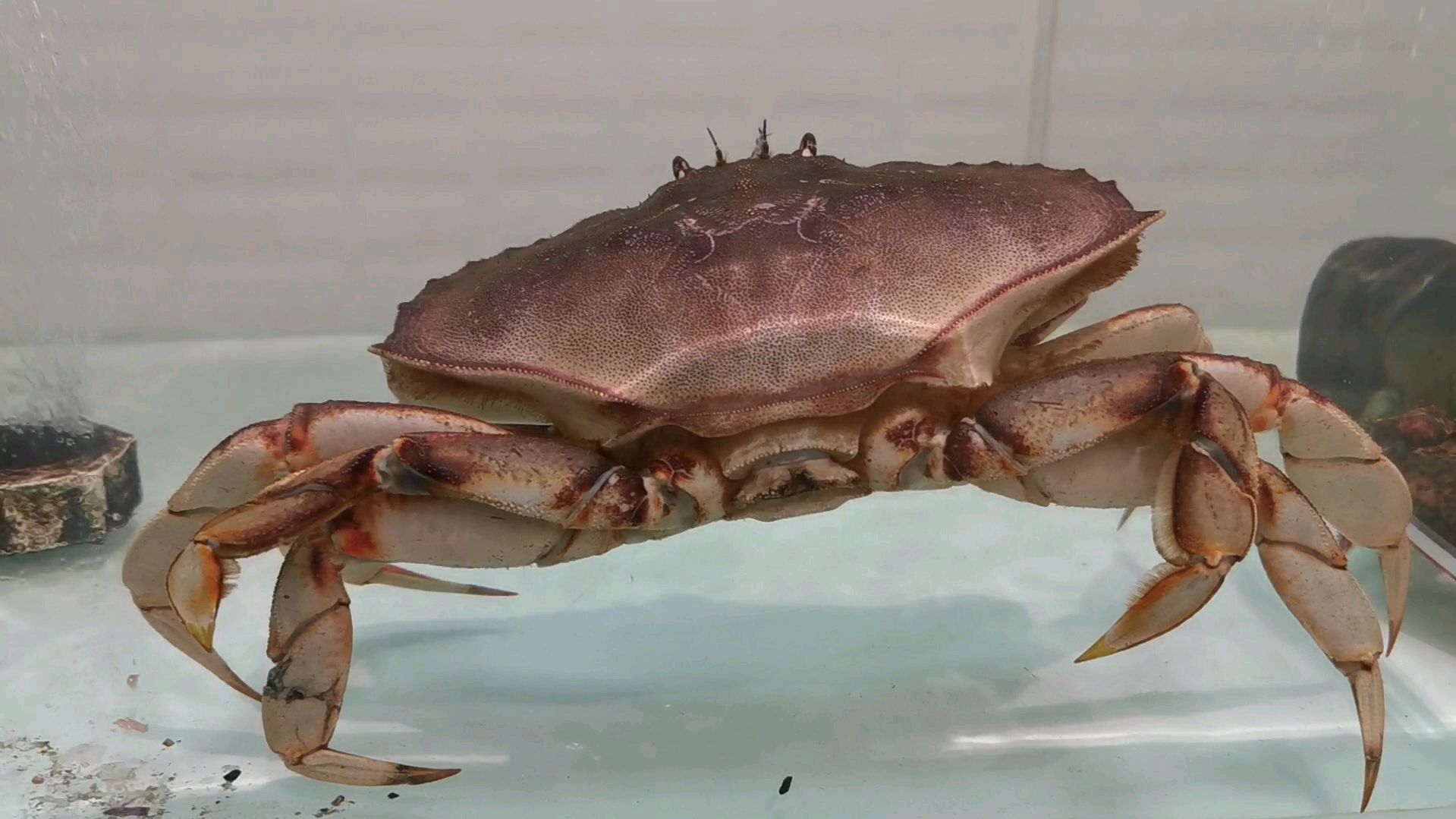 今天看海鲜鱼类价格,面包蟹大龙虾贵不贵?一起来瞧瞧鱼虾新鲜?