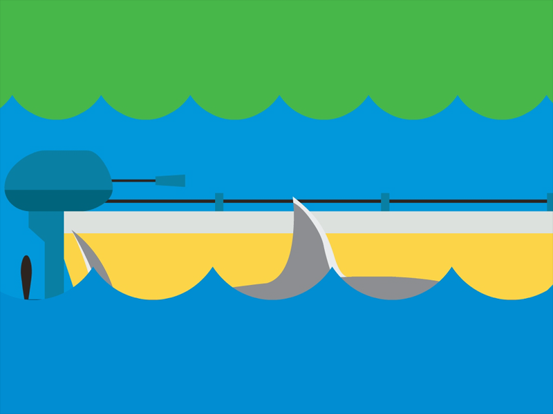 为什么鲨鱼喜欢撞船?