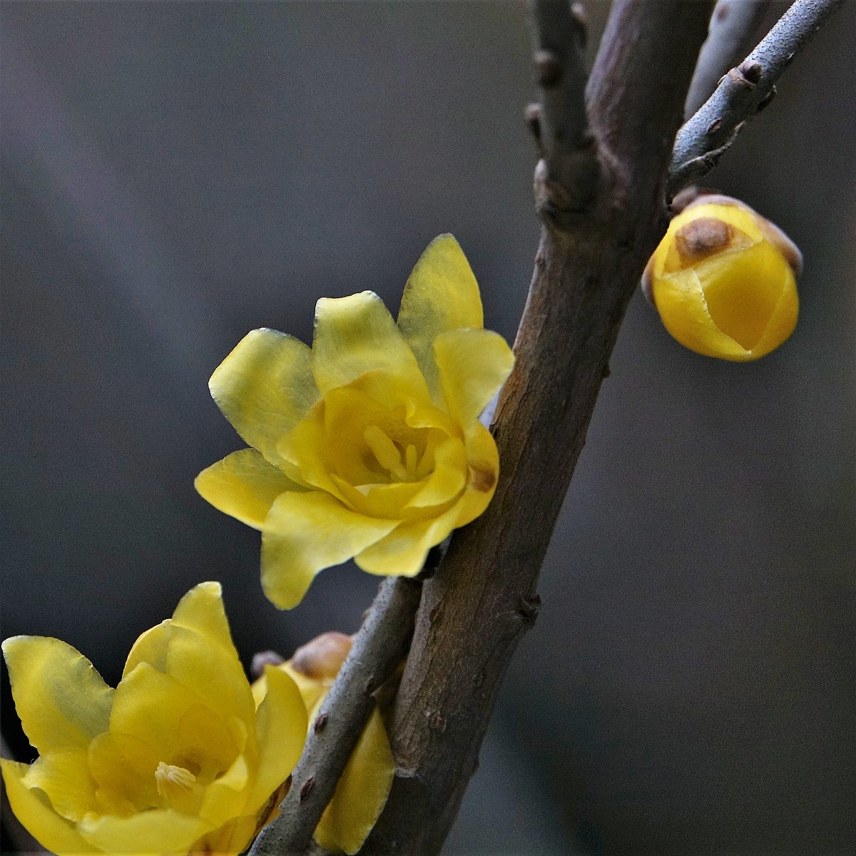 请帮我写1篇600字博客文章主题是：腊梅花怎么养