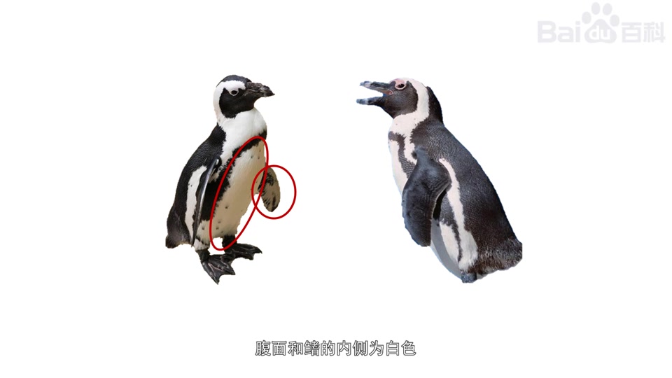 斑嘴环企鹅