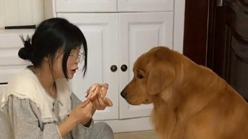 女子吃鸡腿“中毒”后,狗狗竟是这种反应,网友:它是影帝!