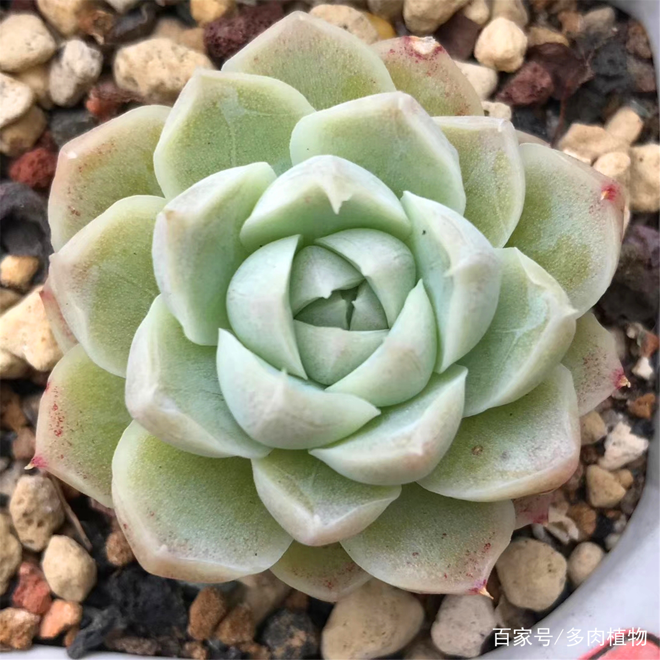 多肉植物图片大全名称