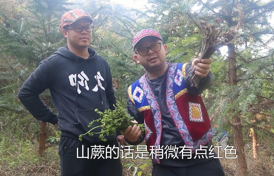 忠哥带朋友上山搞野蕨菜,原来蕨菜还分苦蕨和甜蕨,农村人才认识
