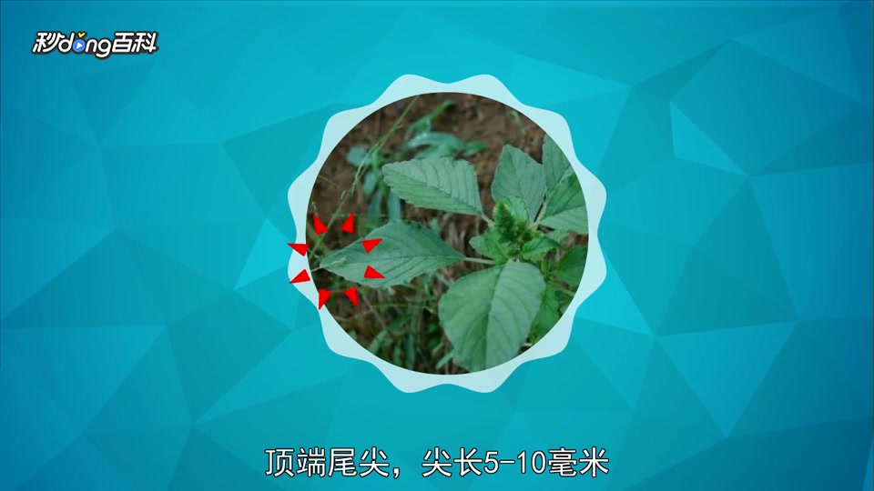 原来山苋菜长这样