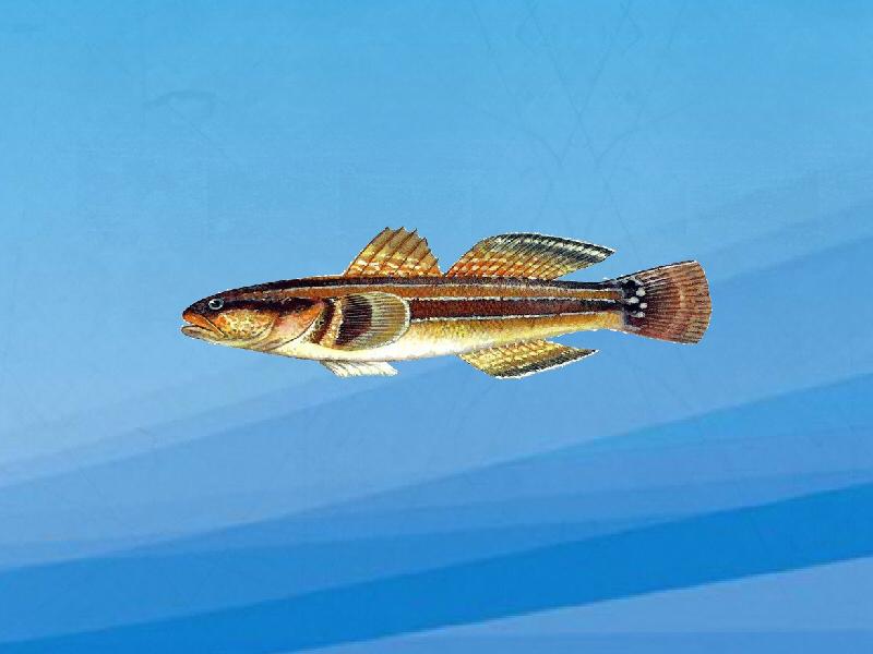 原来纹缟鰕虎鱼长这样