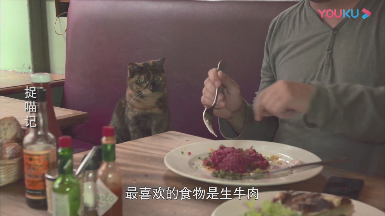 鞑靼牛肉好香啊!猫咪:我能吃一口吗?
