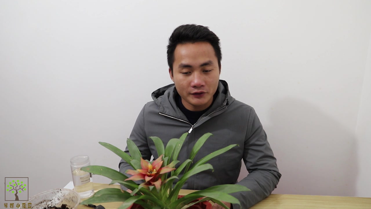 小哥教你养好盆鸿运当头,长得好看花开的旺,寓意生活红红火火!