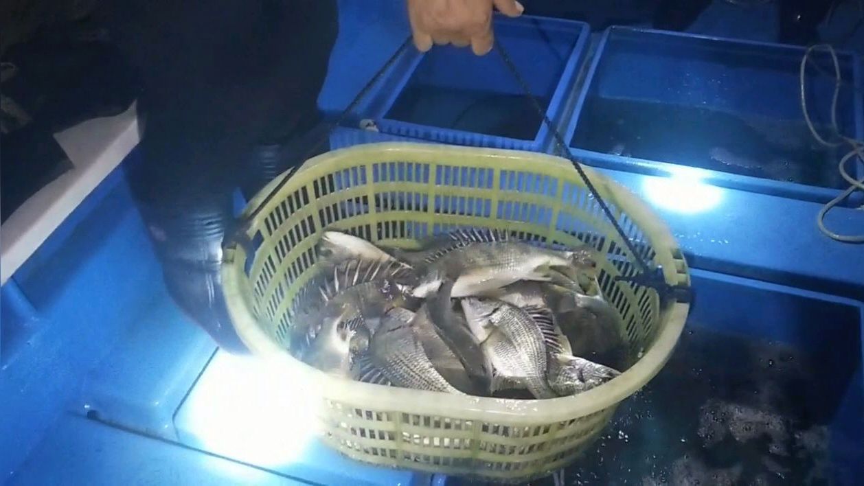 禁海还有天然海鲜“是不是违捕的”老二头被劈了就怕你没钱去看看