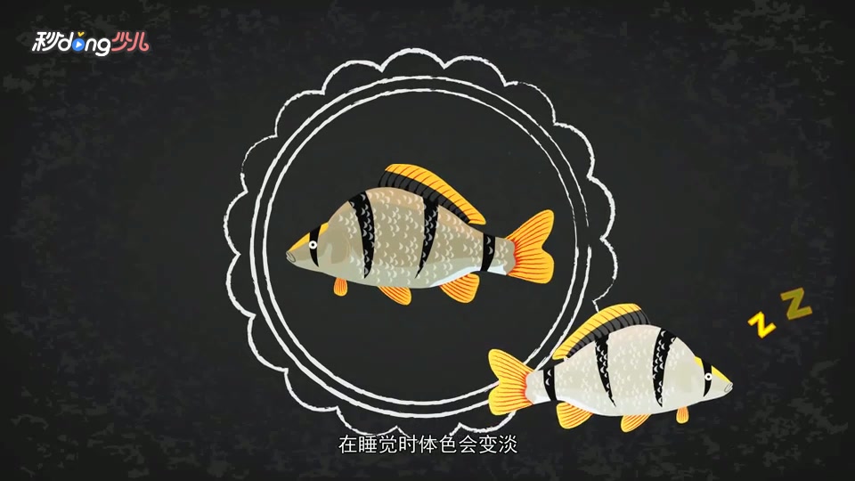 为什么虎皮鱼颜色会变淡?