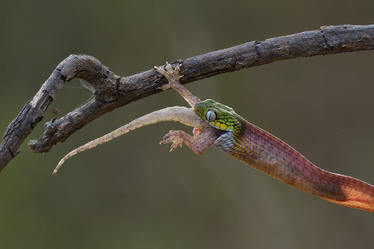 中国语言生活观察：一个公园里的爱情故事