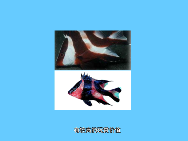 川纹笛鲷:磕头燕子,红鱼,红鸡仔,为鲈形目,笛鲷科