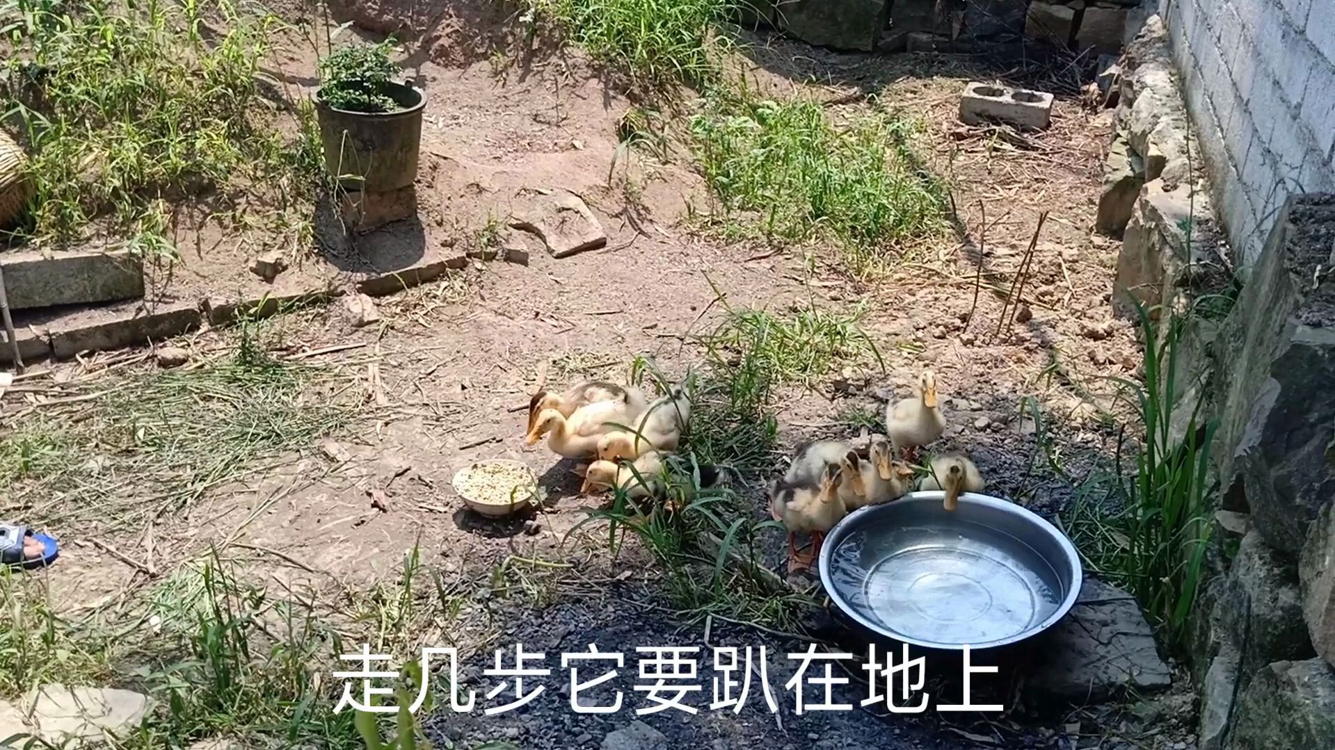 凉山小伙家鸭子生病了,听说是脚软病,大热天的不会是冷着了吧