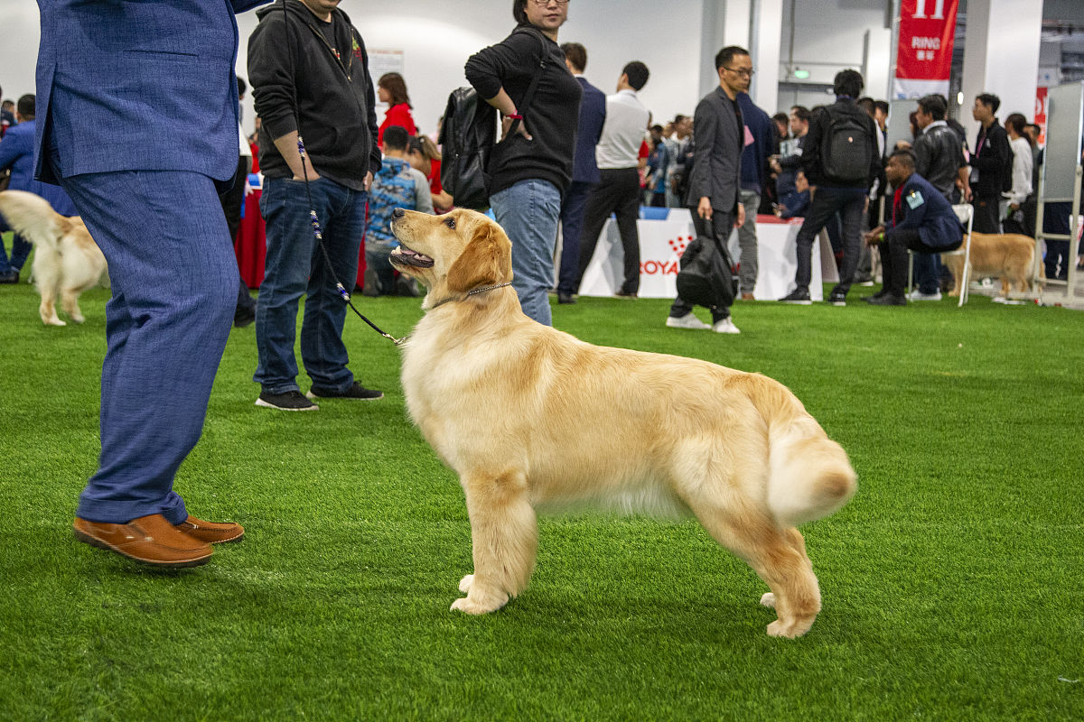 适合养犬新手的犬种推荐：友好、易训、适应性强 - [宠物网站名称]