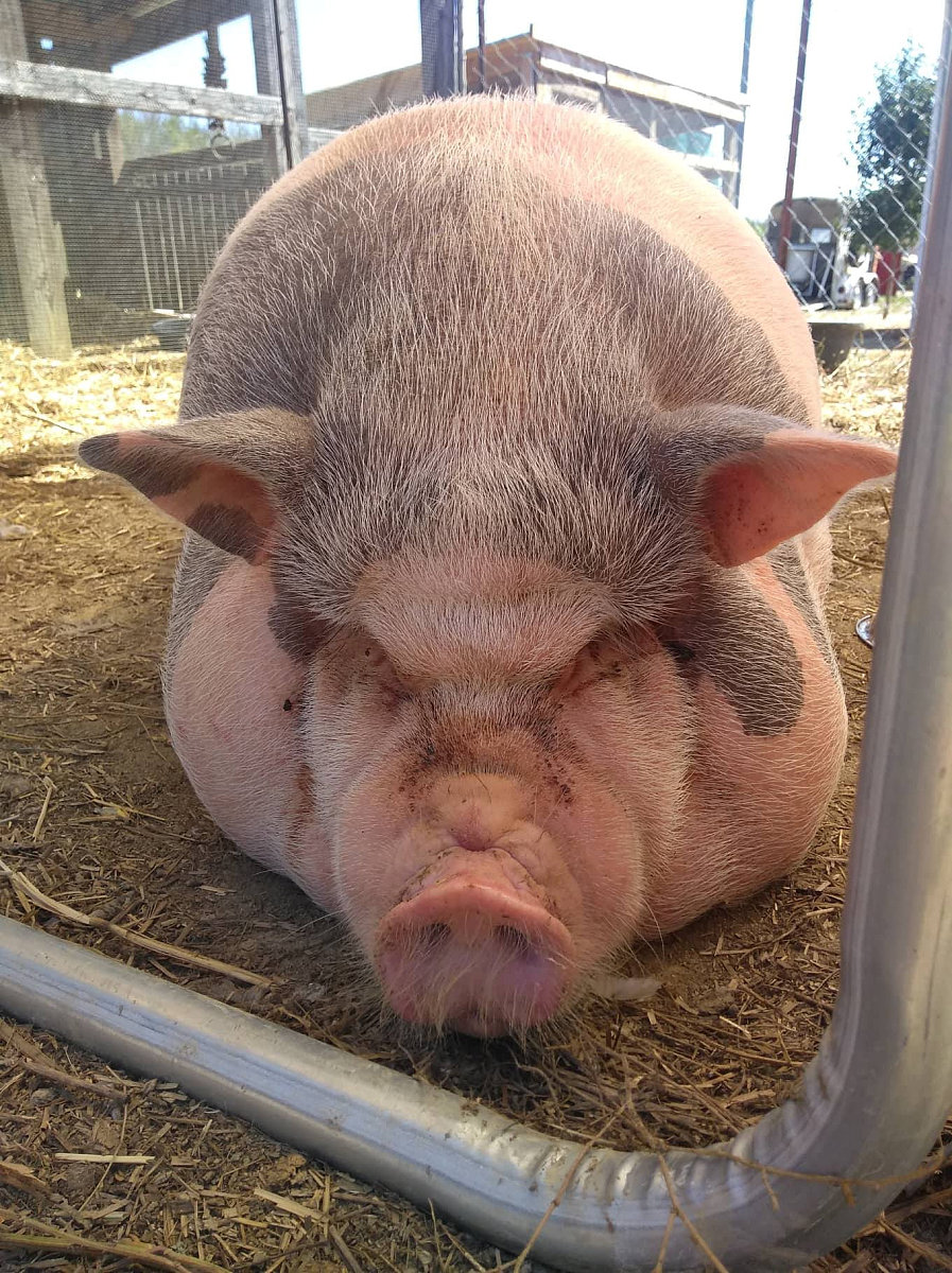 左旋肉碱注射减肥的原理