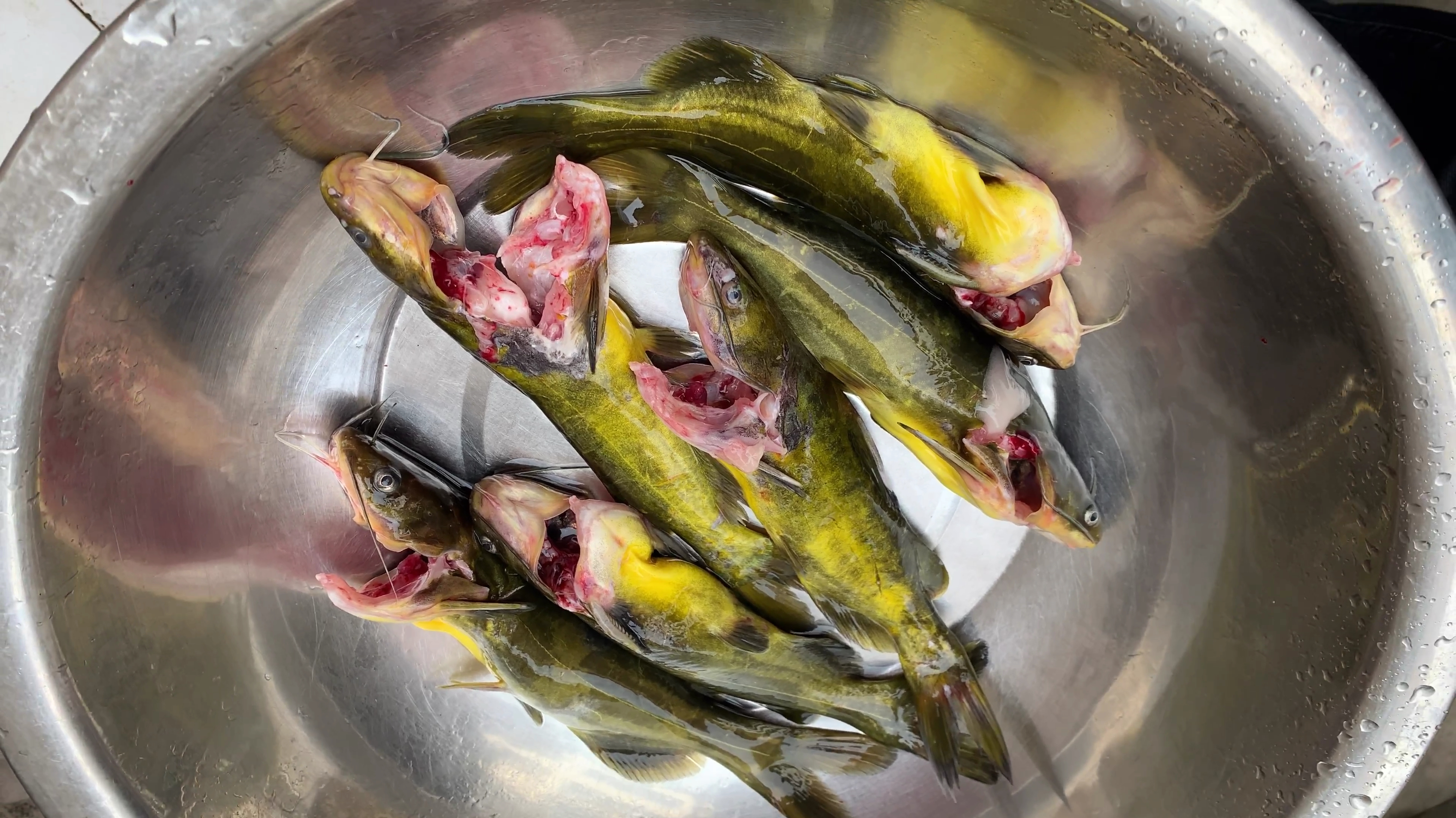 小伙子试吃“黄颡鱼”,这味道太鲜美了,怎么做都好吃!