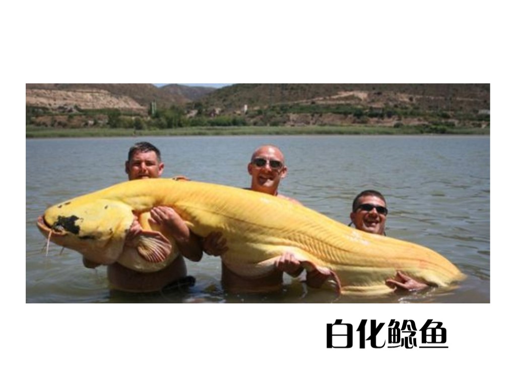 白化鲶鱼:最大鲶鱼则重达646磅(
