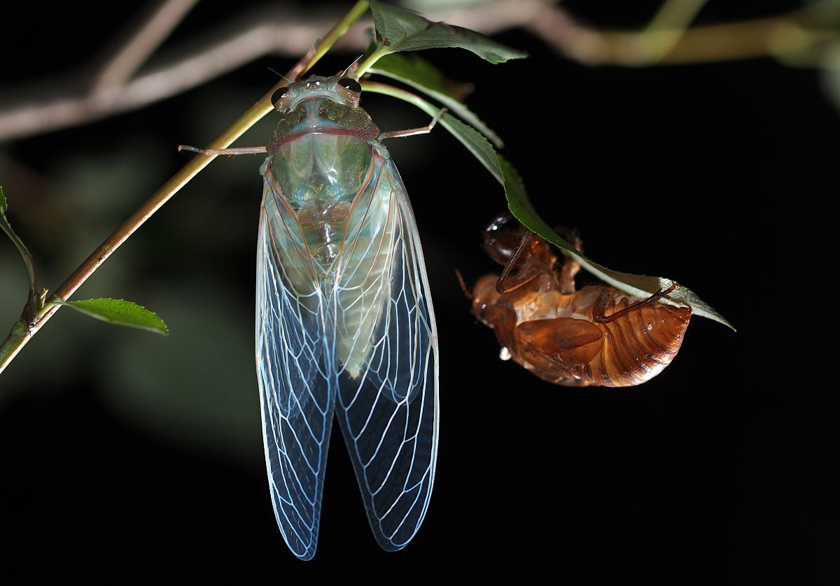 乡村夏夜的宁静与美好 - 小学生作文