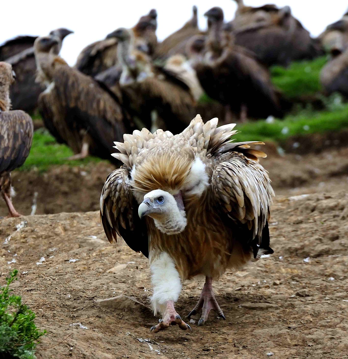 原神前期开荒角色推荐：旅行者、安柏、芭芭拉、行秋