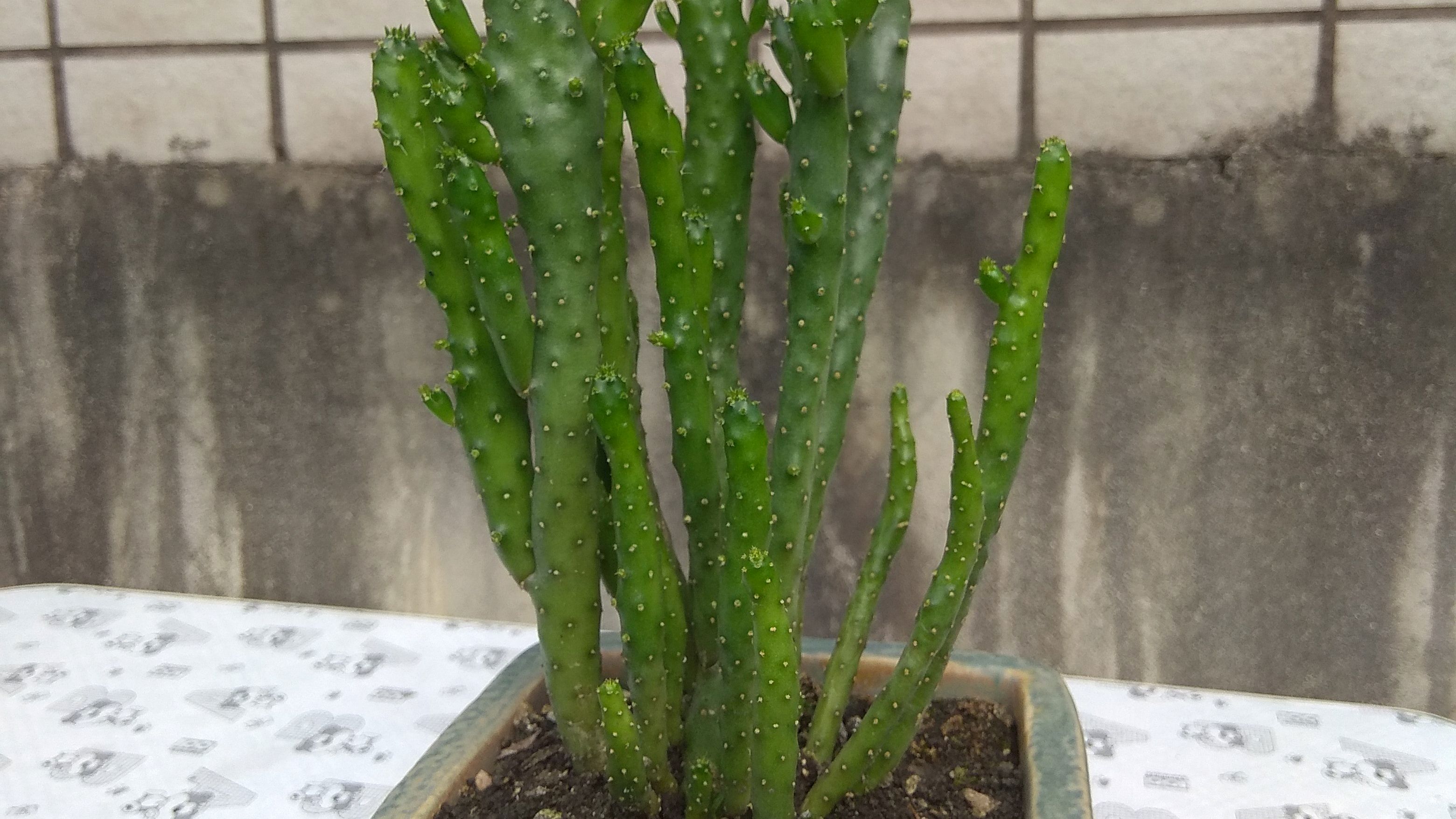 姬珊瑚不是施肥越多越好,不施肥反而长的更好看