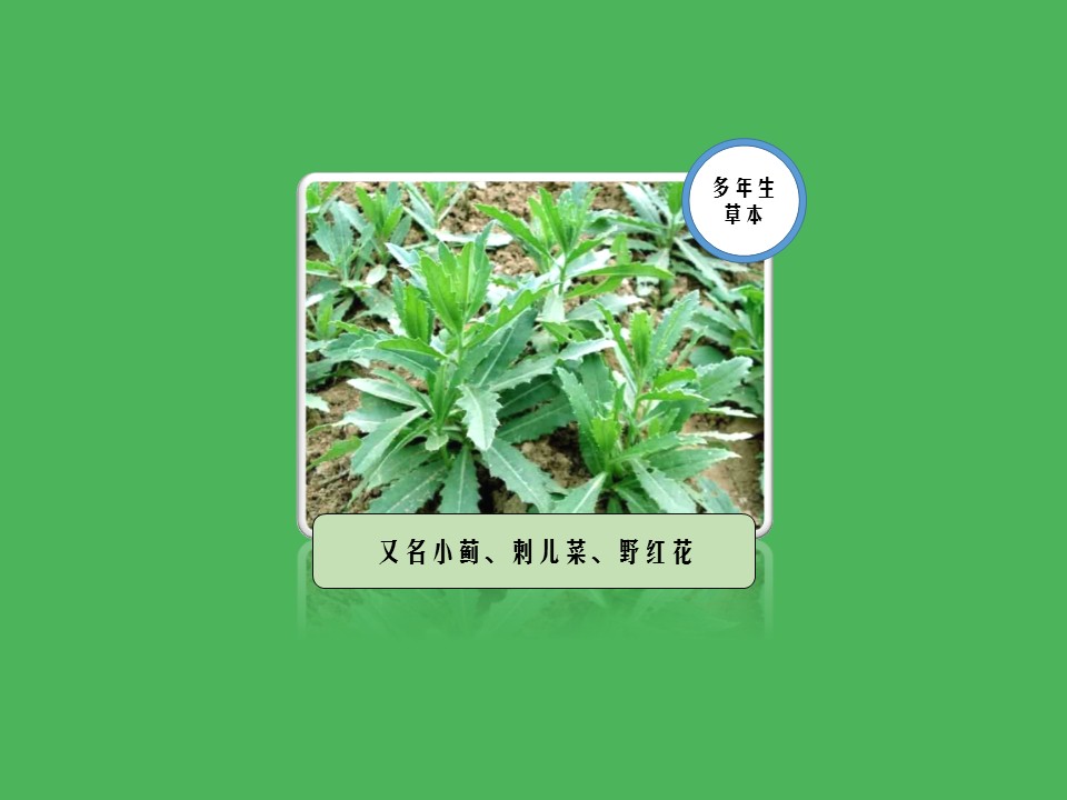 青青菜:是小蓟草的别称。是一种优质野菜