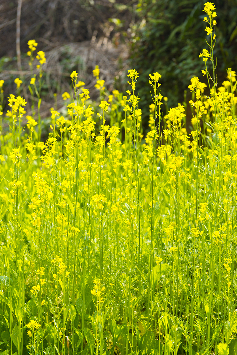 小河淌水：云南民歌的代表之作