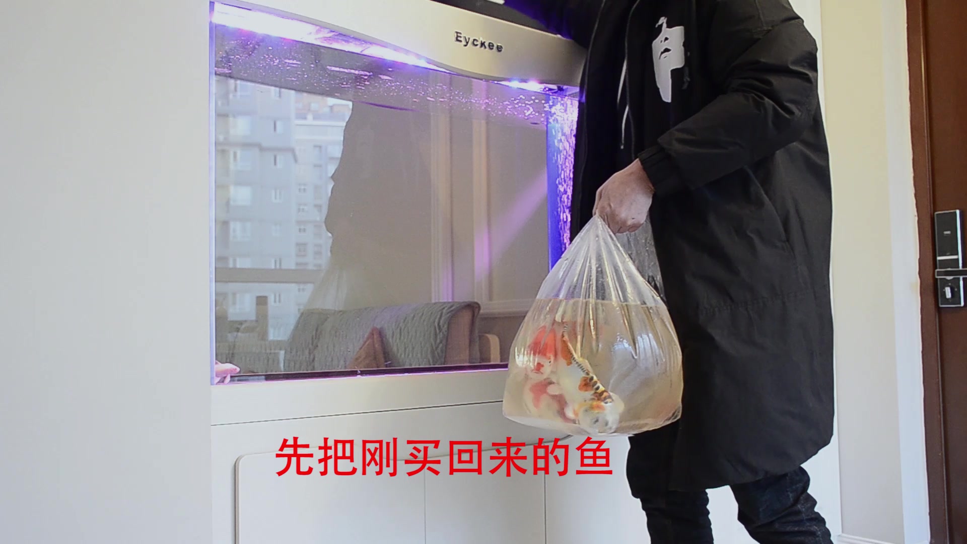 鱼缸里添加新成员,需要注意这些事情!