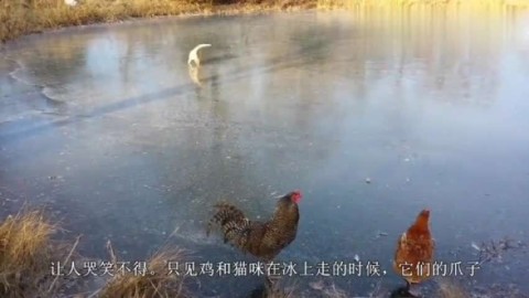 猫咪和鸡在结冰的湖面上行走,鸡爪子和猫爪子老打滑,太逗了