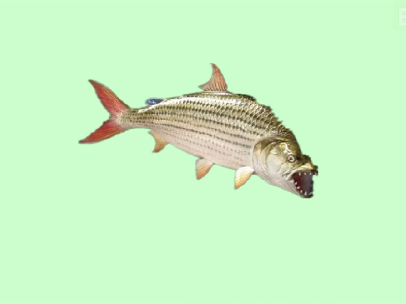 非洲虎鱼:是一种贪吃的肉食性动物