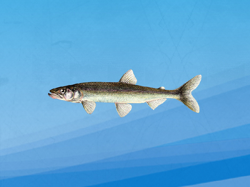 原来银白鱼长这样