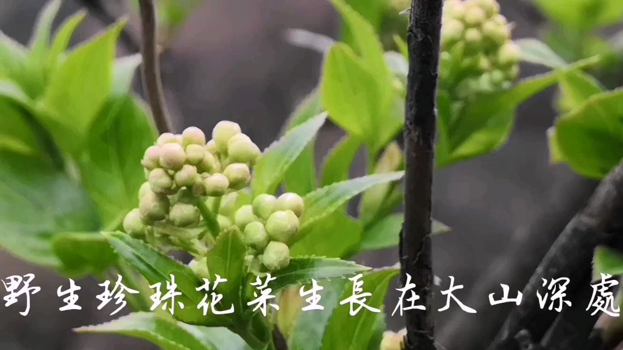 春天去野外可以采摘很多种山野菜