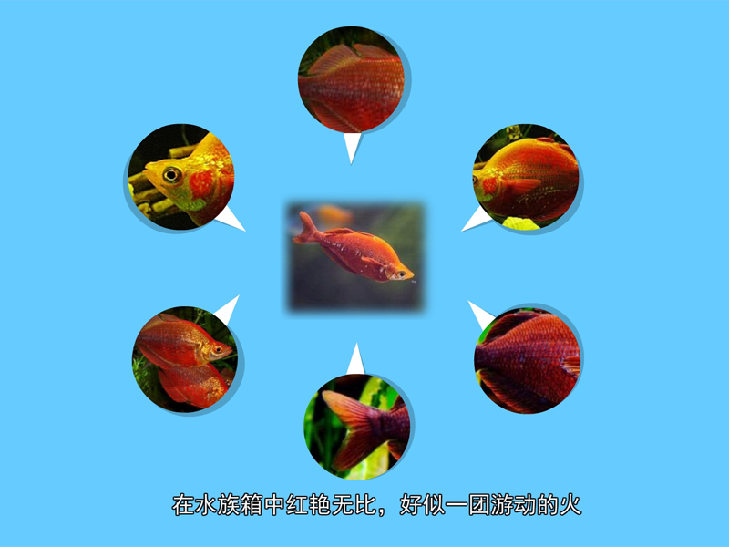 红苹果鱼:主要产于太平洋的新几内亚的北部地区