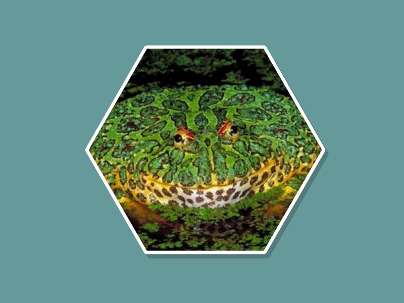 原来华丽角蛙长这样