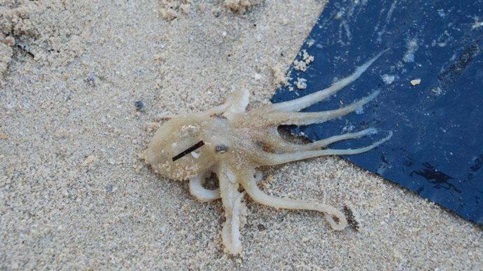 一分钟了解沼泽章鱼