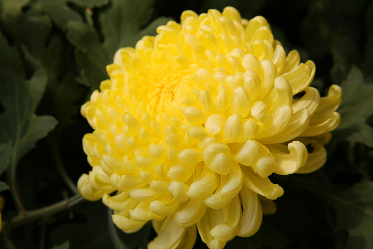 2019年9月2日,西安曲江农博园.金色的食用菊花.菊花可扩张冠状动脉,增