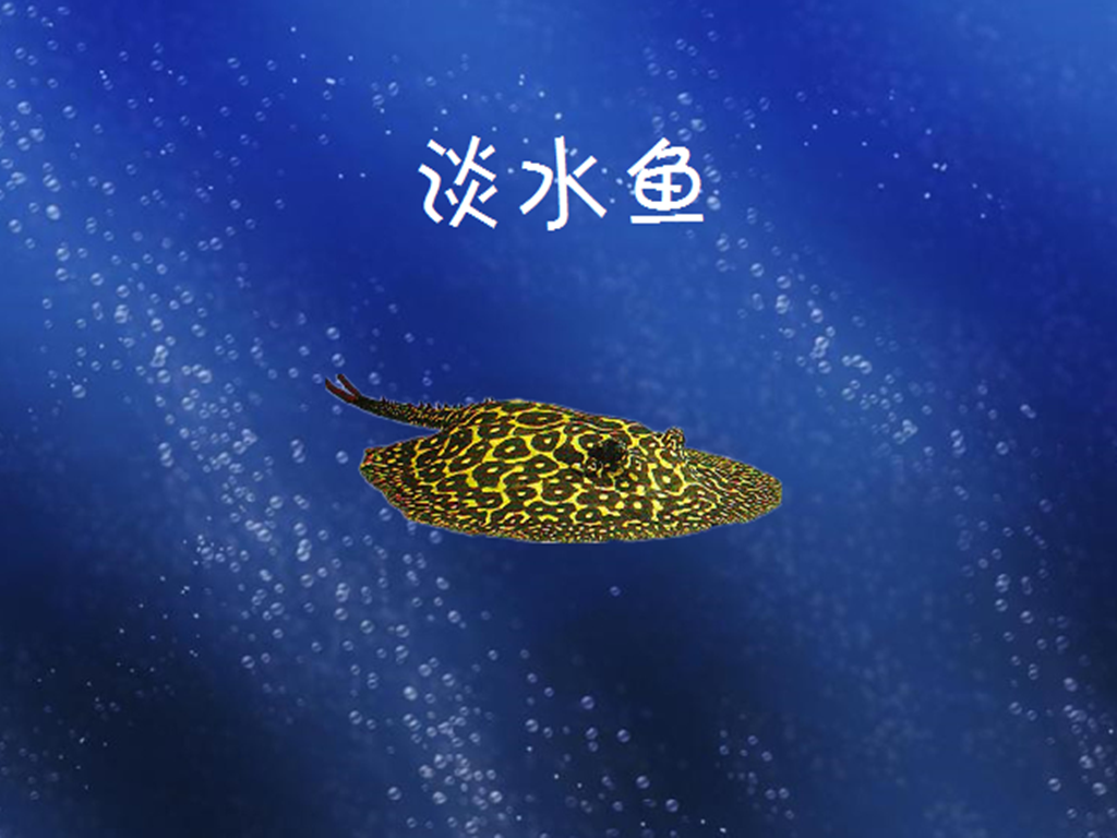 黑帝王魟:可作为观赏鱼类