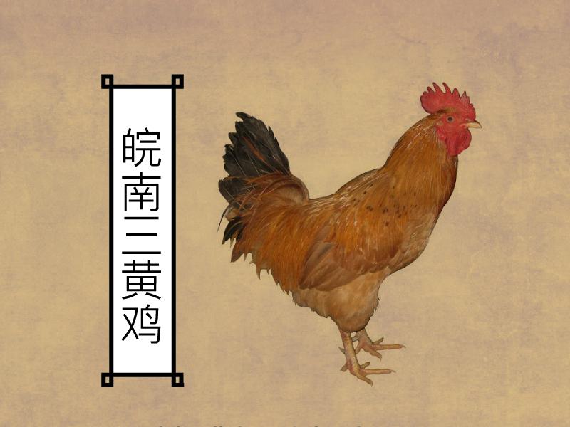 原来皖南三黄鸡长这样