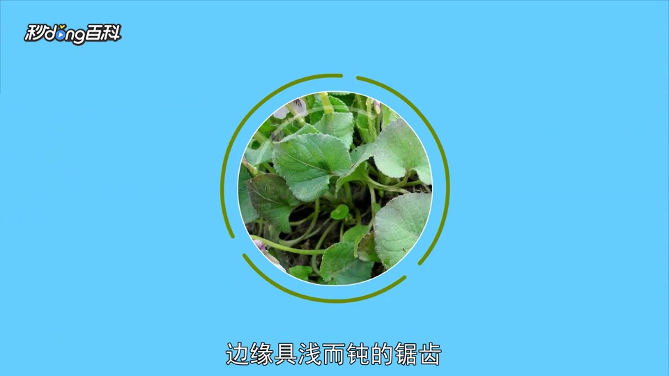 原来球果堇菜长这样