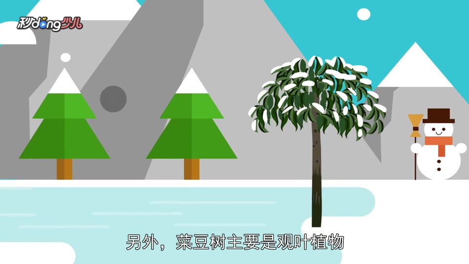 幸福树居然也会开花?