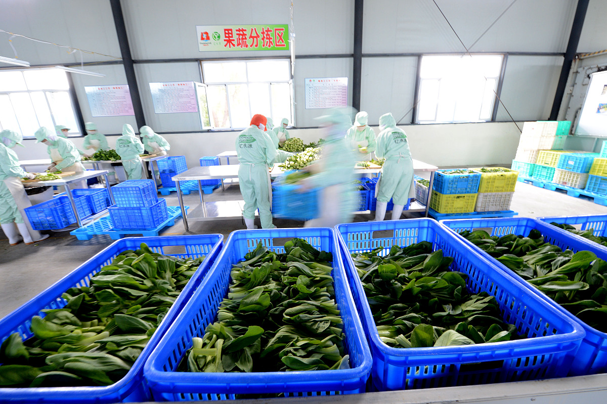 果蔬冷链物流系统可以从不同的角度进行分类