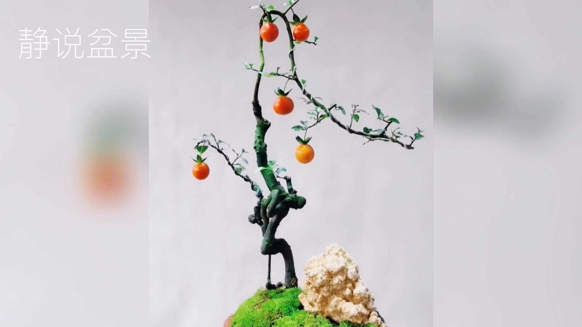 极品“根艺”造型金弹子盆景欣赏,蜿蜒曲折,雅致秀美!