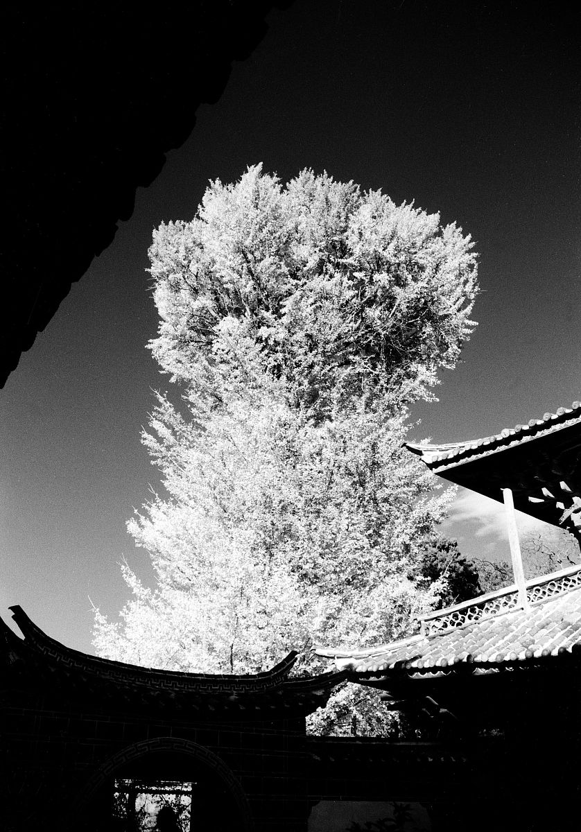 2005年5月3日,云南,少数民族建筑风光.云南白族民居中的古银杏树.+++_