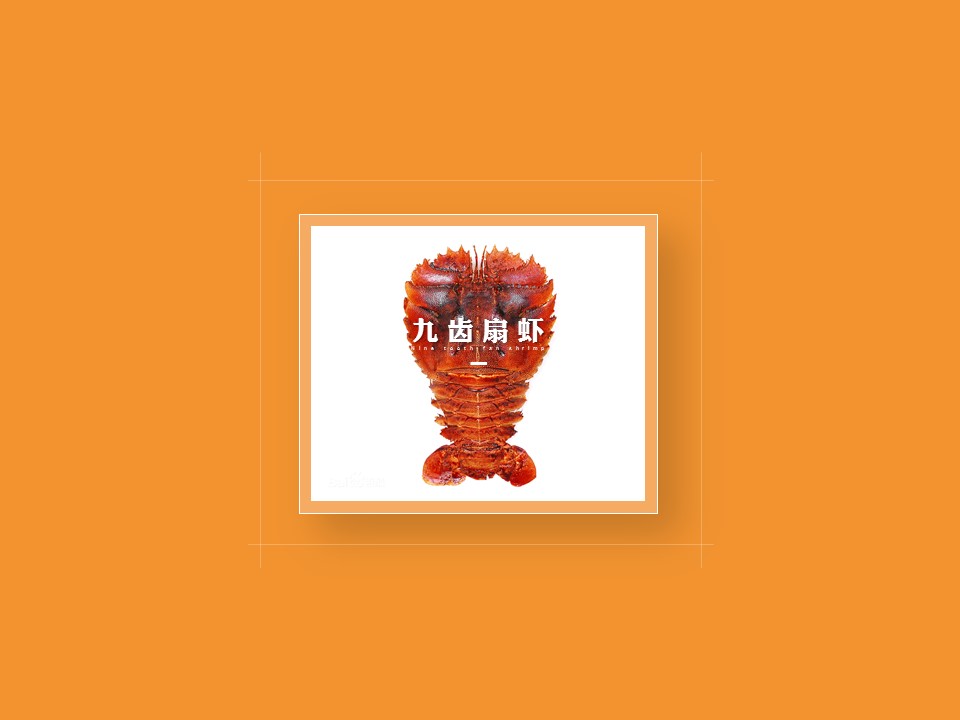 九齿扇虾:身体极为扁平,背面颇为平滑或稍具陷点