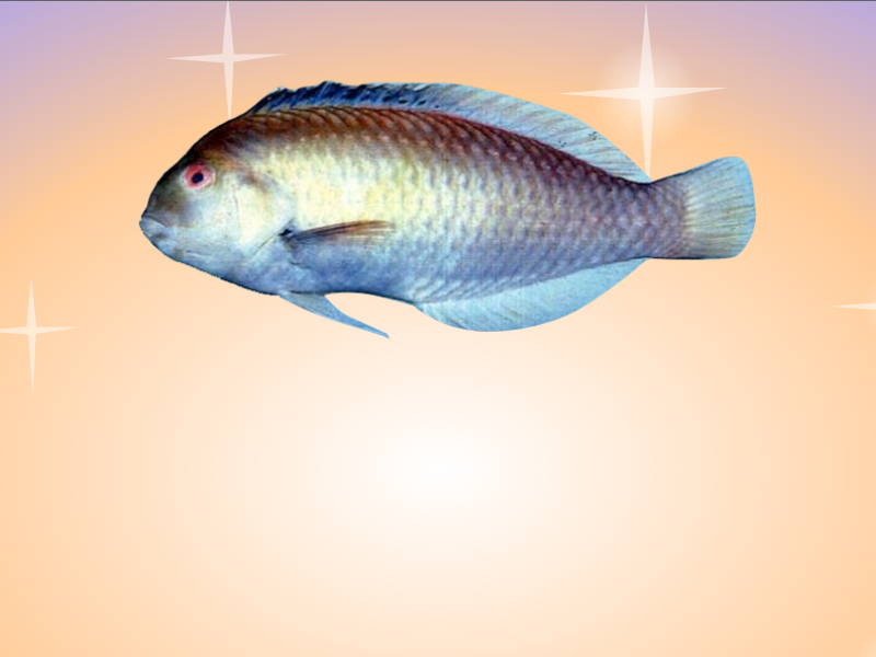 蔷薇连鳍唇鱼长这样