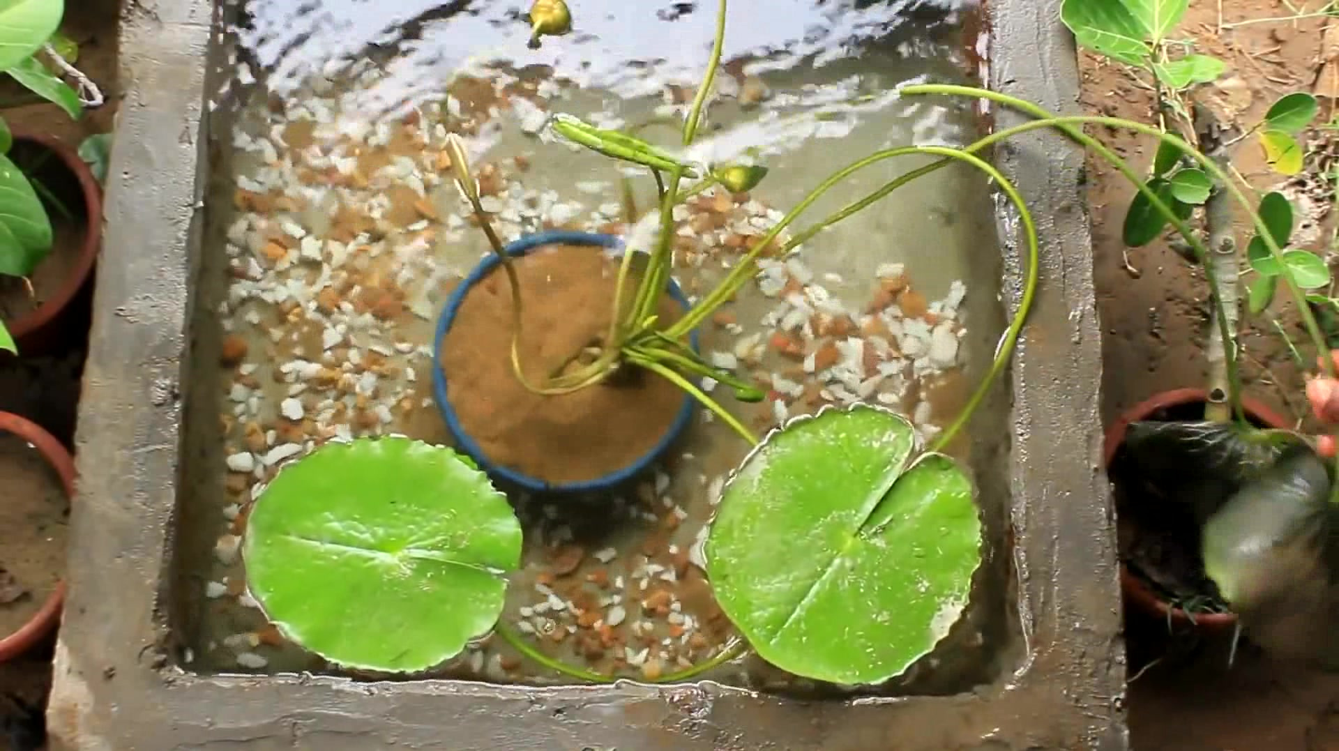 小哥哥亲手DIY的生态池,再放上几条孔雀鱼,金鱼,这设计太赞了