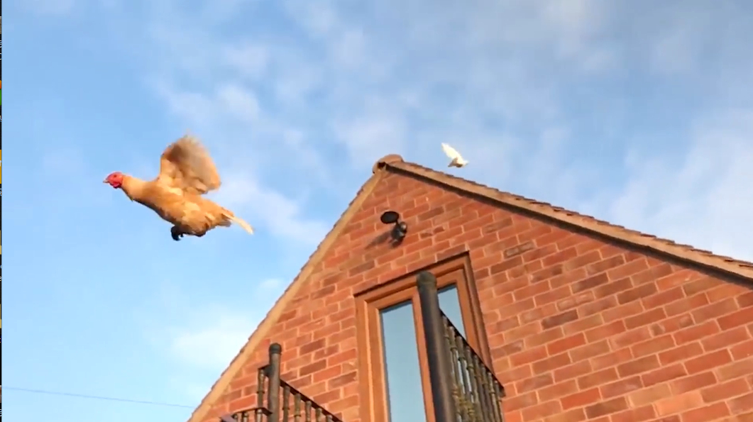 鸡飞上天,放慢后它们的动作原是如此专业,让人意想不到!