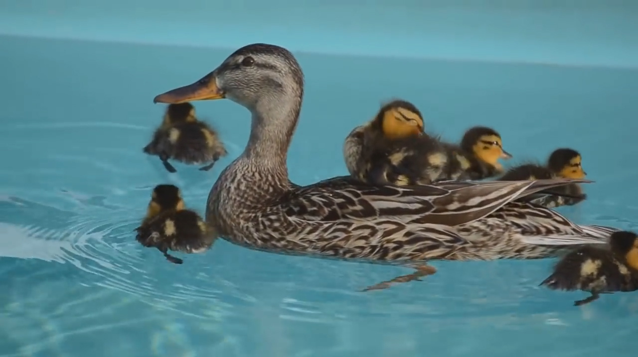 小鸭子不想要游泳了,妈妈你可以背着我吗,好不好嘛!