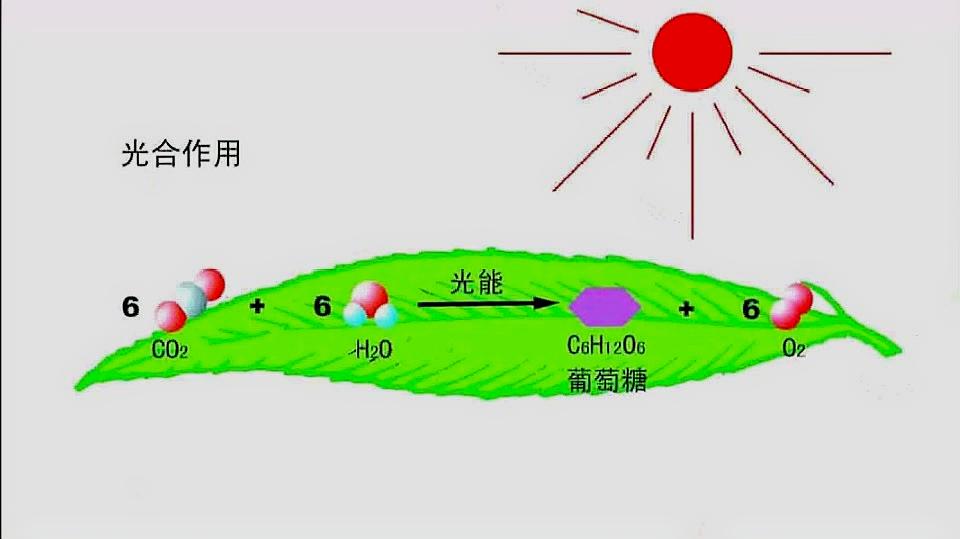 [图]「生物微课」光合作用的过程