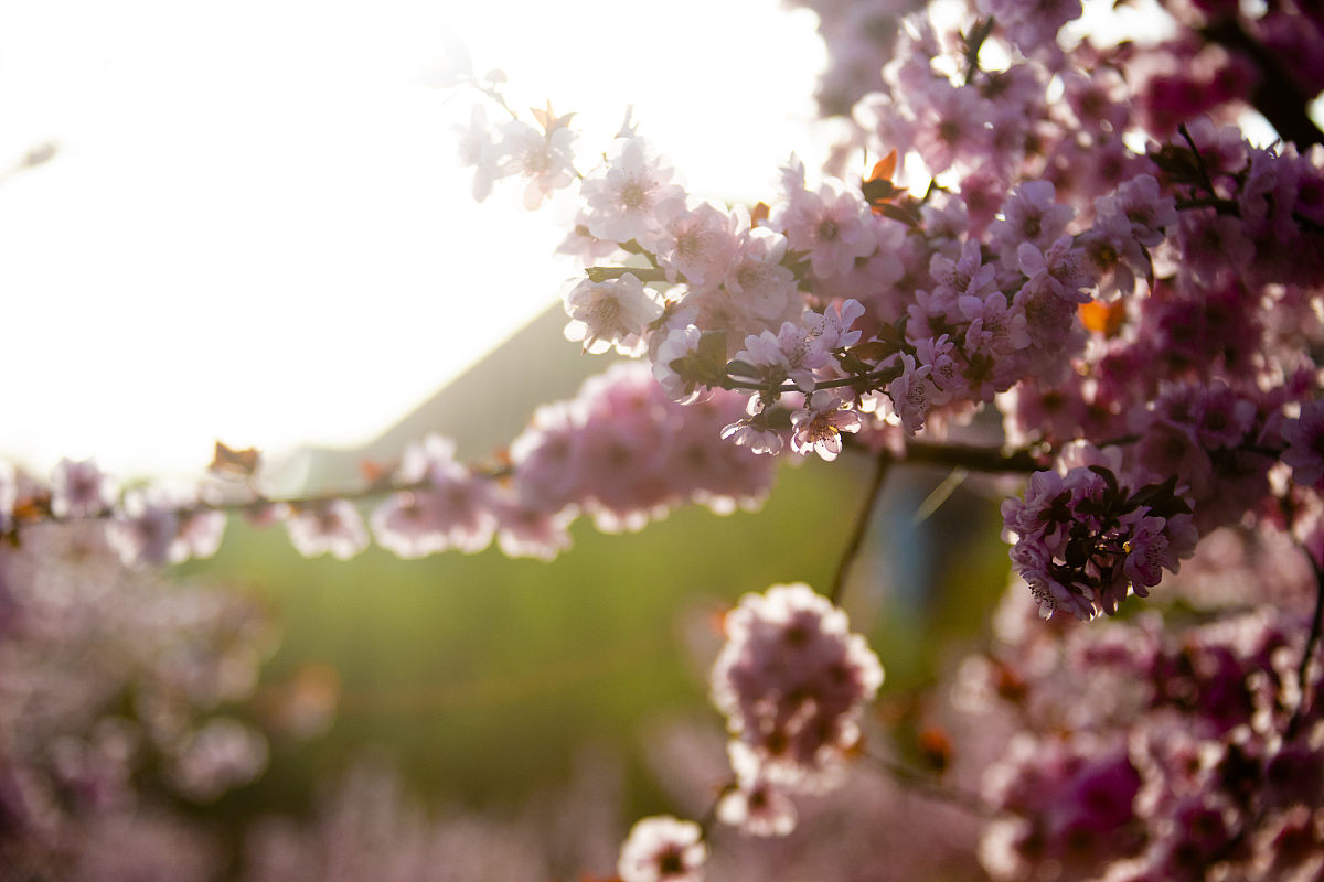 阜南农林科技学校2023年招生专业-怎么样